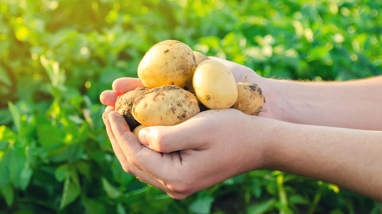 hands holding fresh potatoes