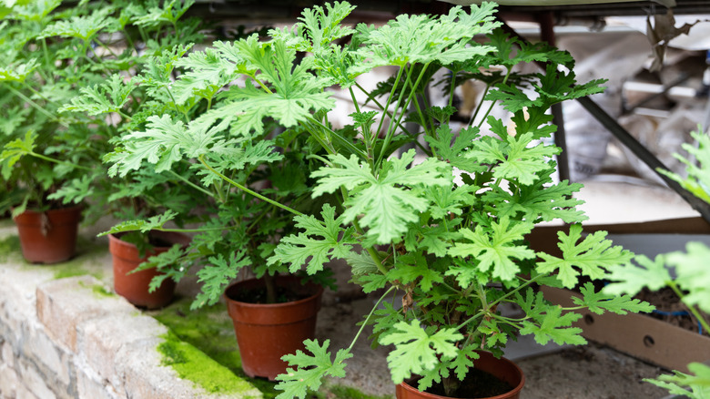 Citronella plants