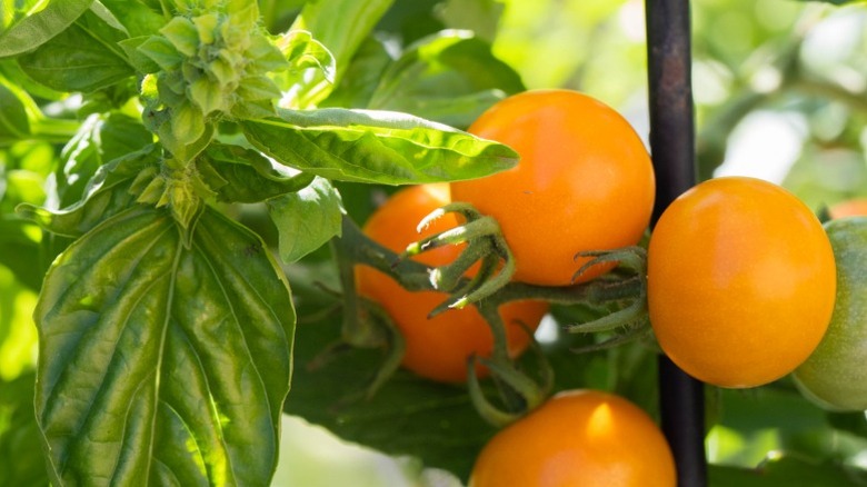 Companion planting tomatoes and basil
