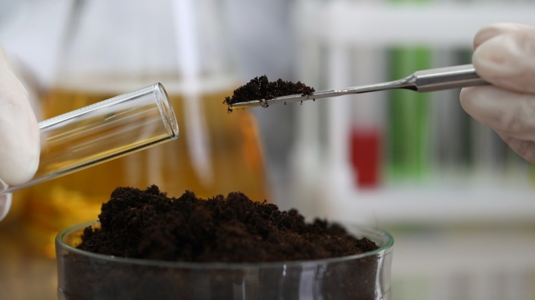 Taking soil sample for testing
