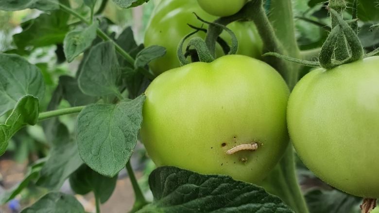 Caterpillar destroying tomato plants 
