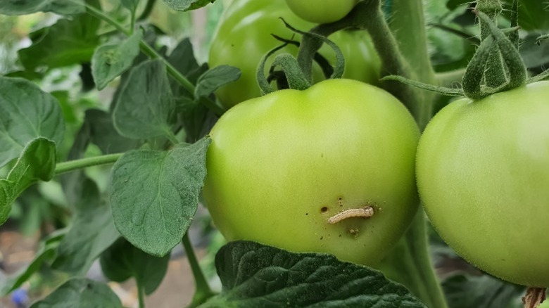 Caterpillar destroying tomato plants