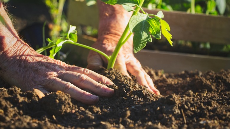 Man's hands planting a garden
