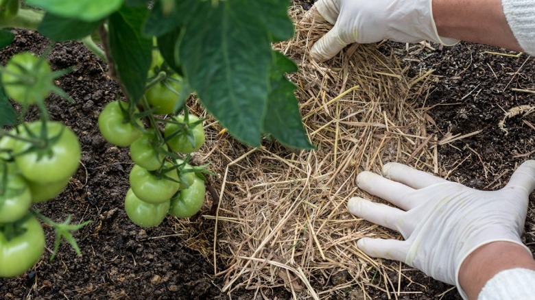 Placing straw mulch in garden