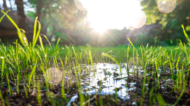 Freshly watered grass
