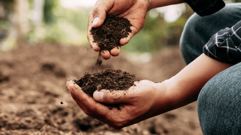 Person holding soil