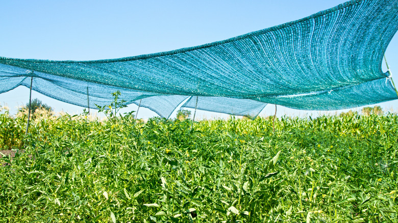 Shade cloth over tomato plants