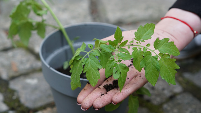 A gardner's hand touching tomato seedlings in a pot outside