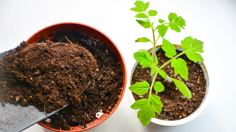 Replanting tomatoes with fresh soil