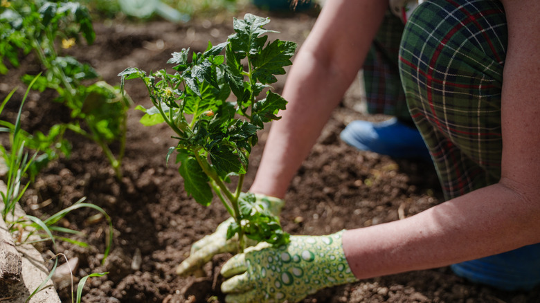 Person planting juvenile tomato seedlings