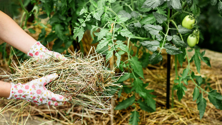 Gardener putting mulch around a tomato plant in the garden