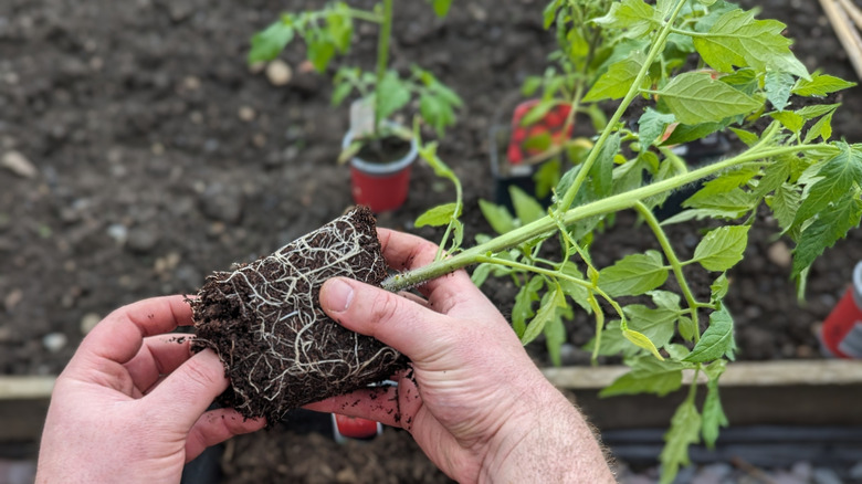 Close-up of hands holding roots of a tomato plant