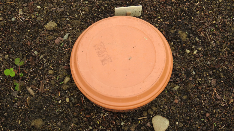 Ollas pot buried in the garden with a lid