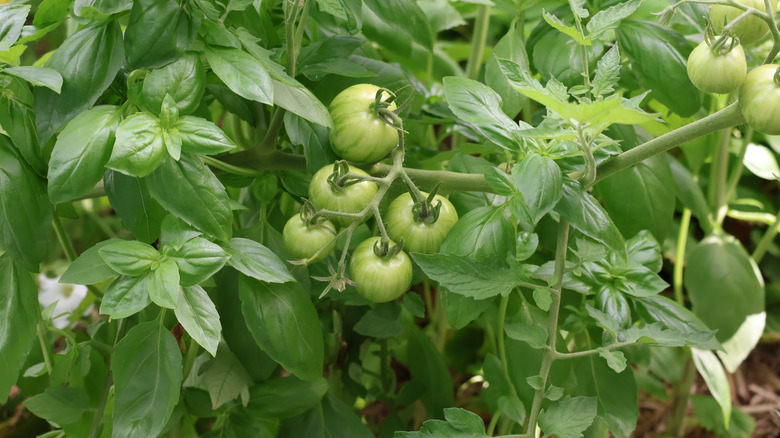 Tomato plants growing near basil plants