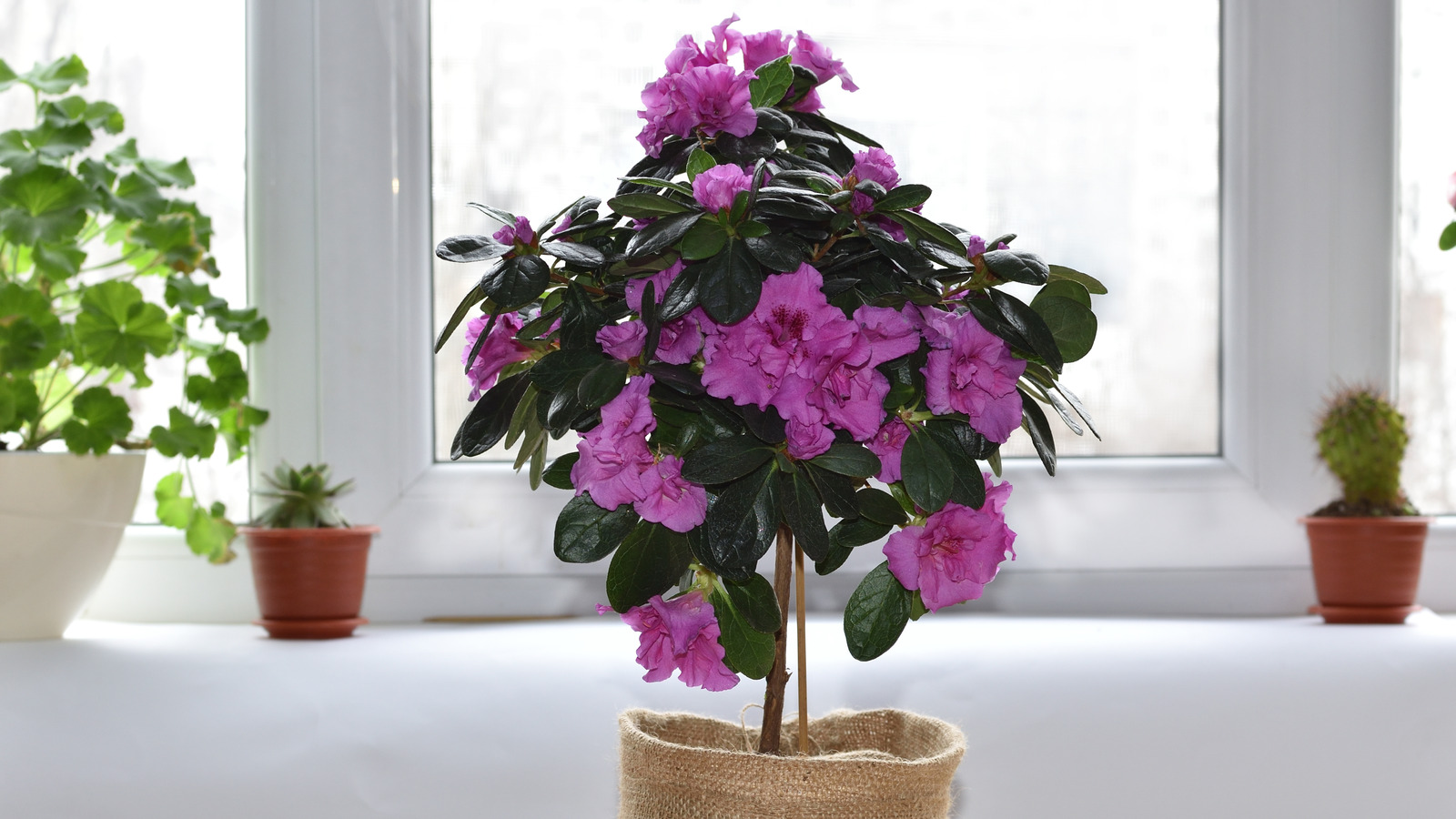 Tips To Care For An Indoor Topiary