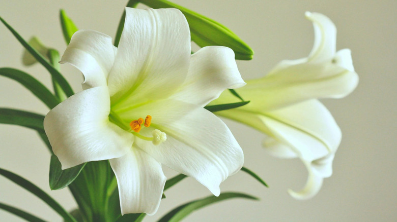 White Easter lily blossoms