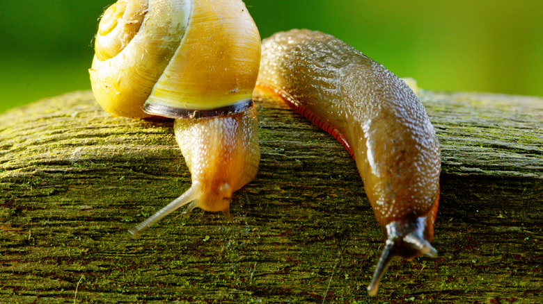 Snail and slug