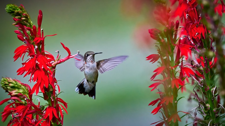 cardinal flowers and hummingbird