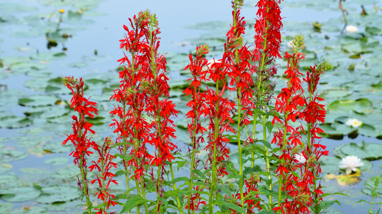 red cardinal flowers