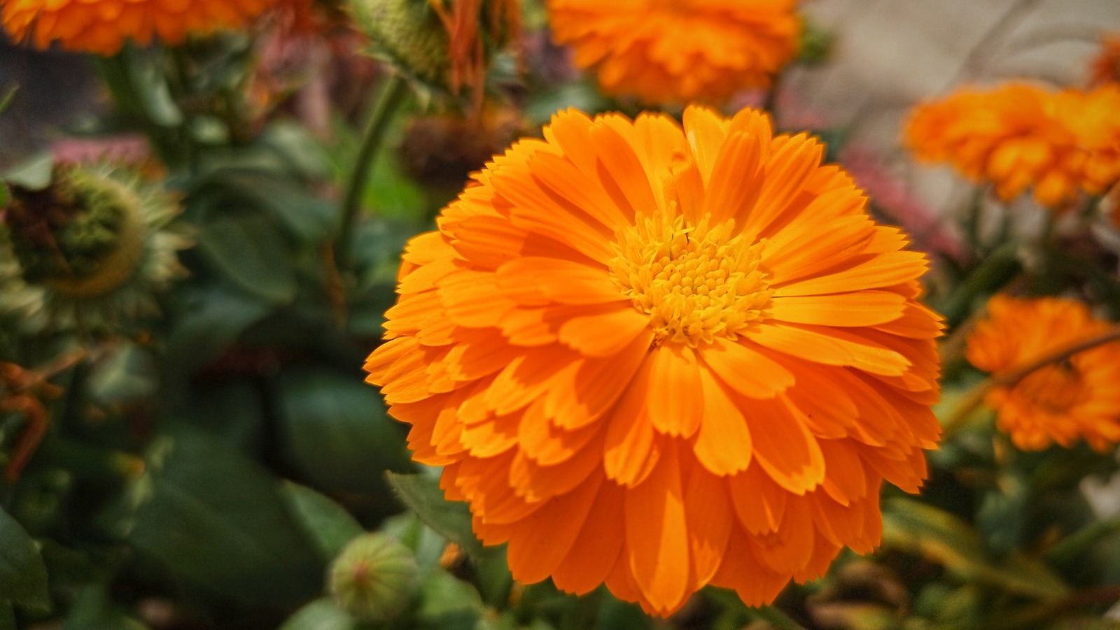 Tips To Grow Flourishing Marigold Flowers From Seeds Tips To Grow Flourishing Marigold Flowers From Seeds