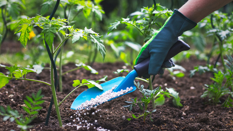 Hands fertilizing tomato plants