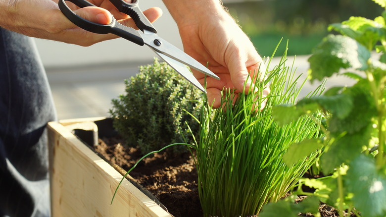 person harvesting herbs