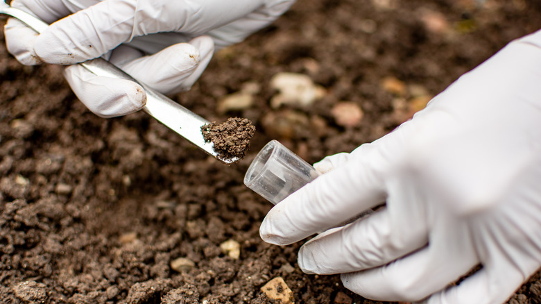 A person wearing white disposable gloves spoons soil into a plastic test tube.