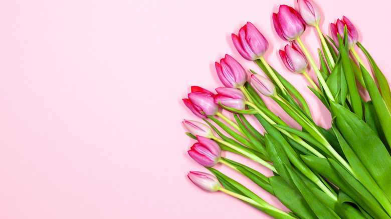 gorgeous cut flowers tulips pink