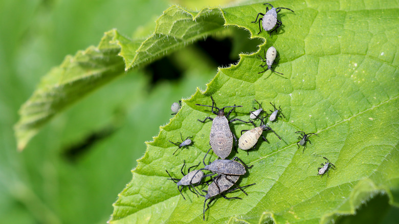 squash bugs on zucchini leaf