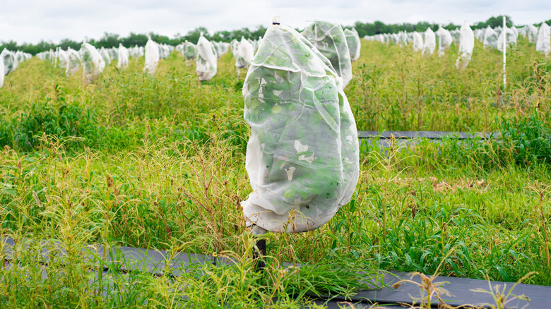Young citrus plant covered in mesh