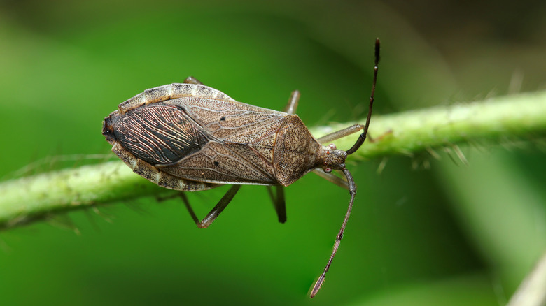 A stink bug resting on a stem