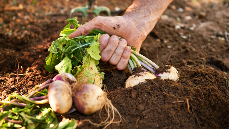 Holding turnip plant