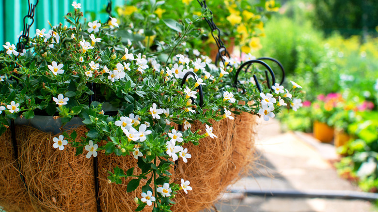 bacopa in hanging basket