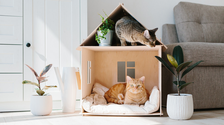 cat in house bed