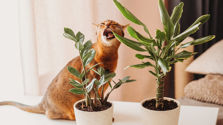 cat chewing on plant