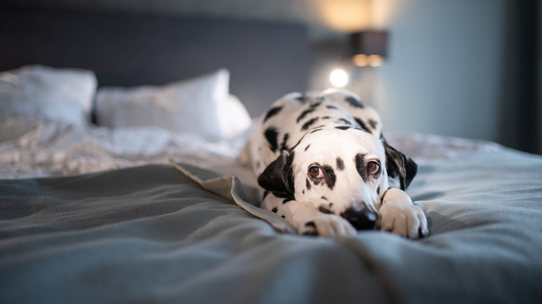 Dalmatian on bed