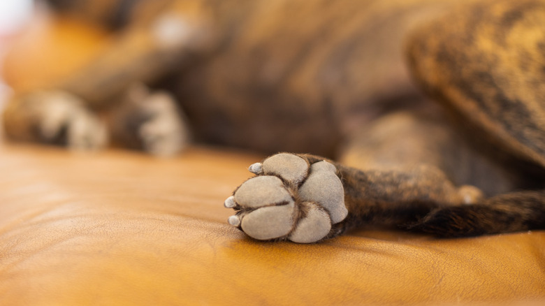 dog on leather couch