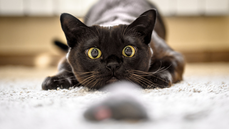 black cat