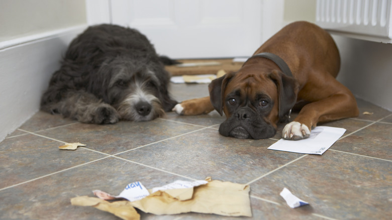 Bored dogs with shredded paper