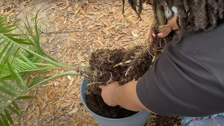 Person separating majesty palm