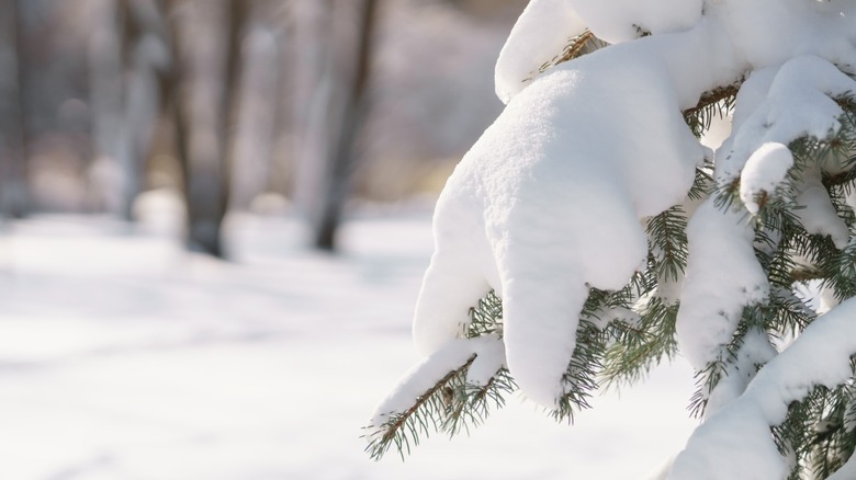 heavy snow accumulation on fir tree branches