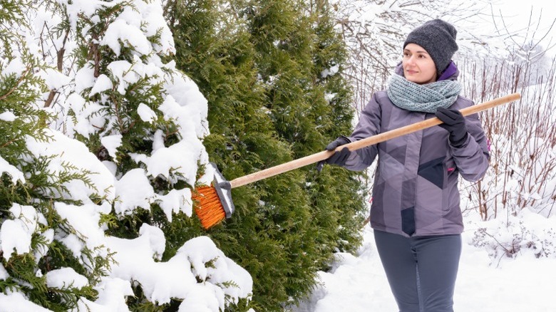 Woman brushing snow off a tree with a broom