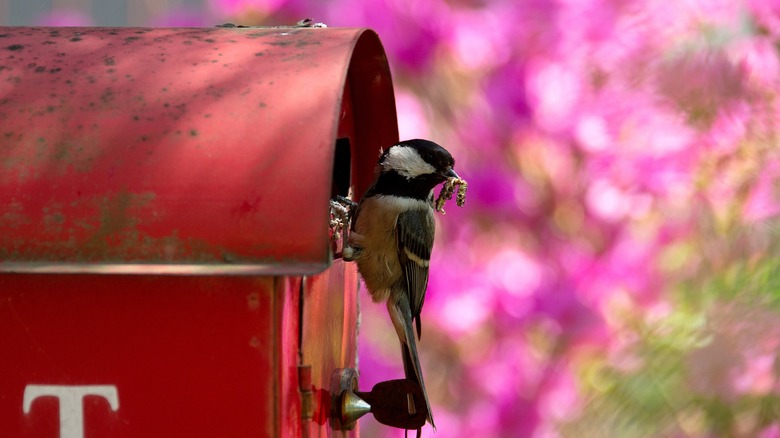 A bird perched on a red mailbox