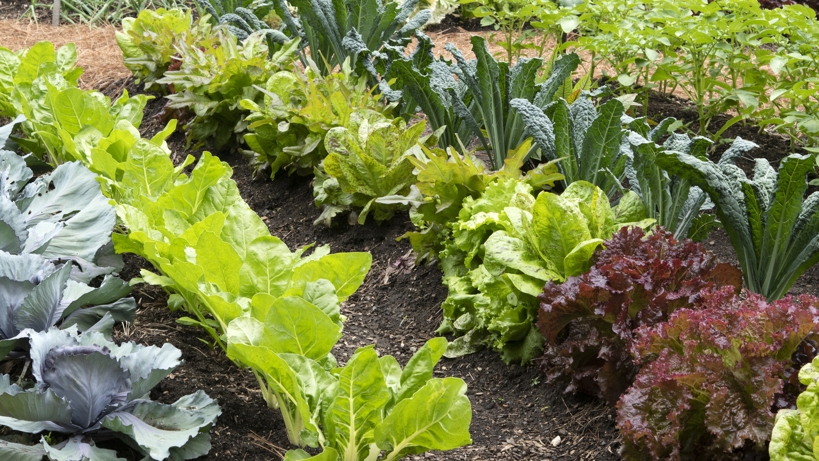 Discover Effective Tips For Planting Lettuce In LateSummer