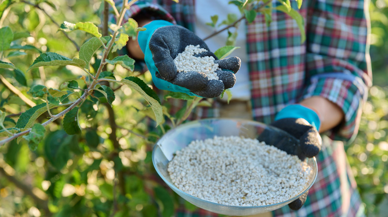 Person holding a bowl of fertilizer near fruit trees in yard