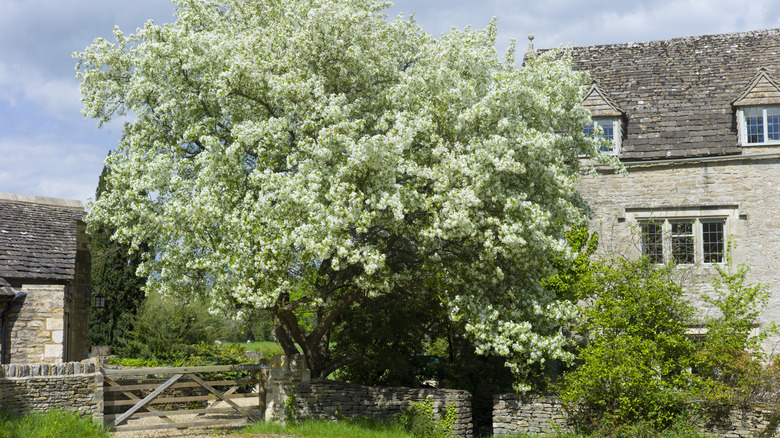 Mature pear tree receiving full sunlight and blooming in front of cottage
