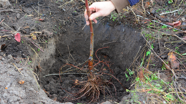 Gardener planting a bare root apple tree in a dug hole in yard