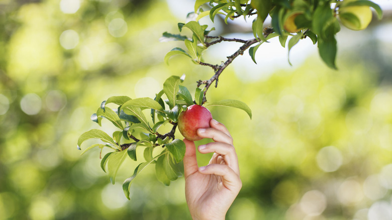 Hand plucking small apple from a young tree