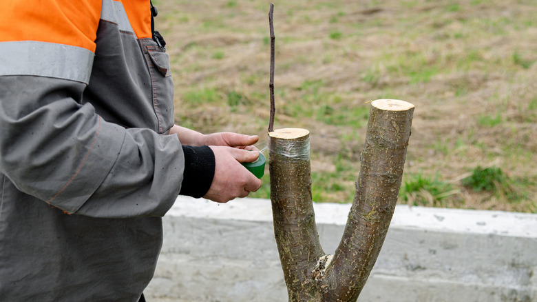 Man grafting fruit tree in yard