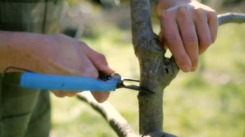 Gardener notching a fruit tree